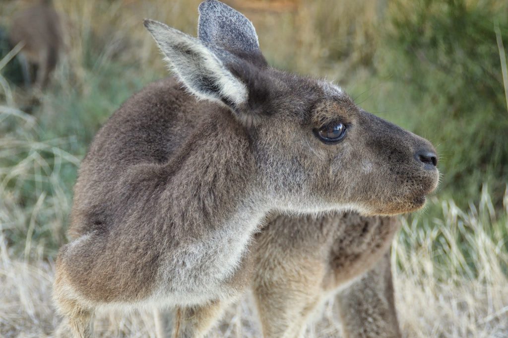 Kangury Perth