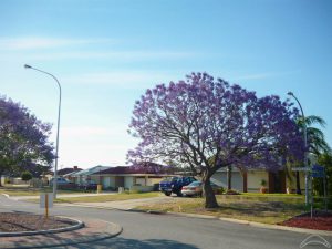 Jacaranda Perth