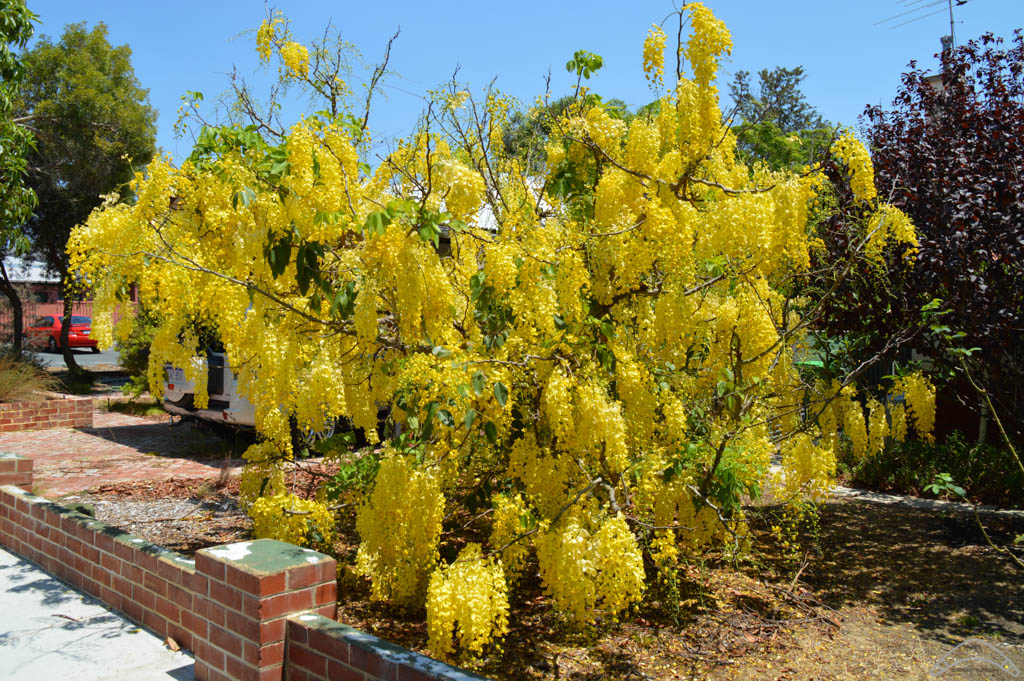 Araluen