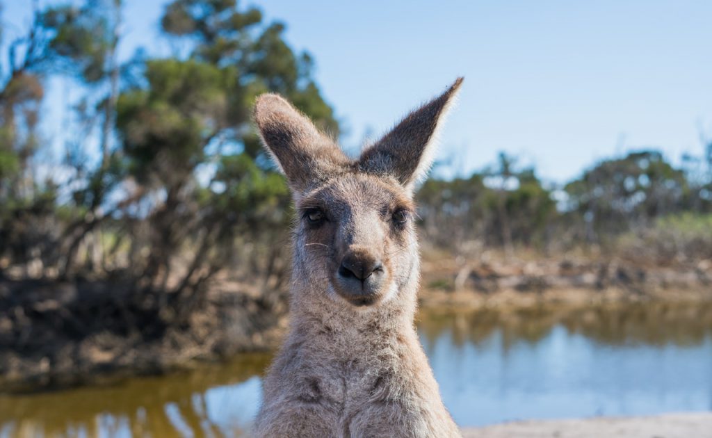 Wyjazd do Australii