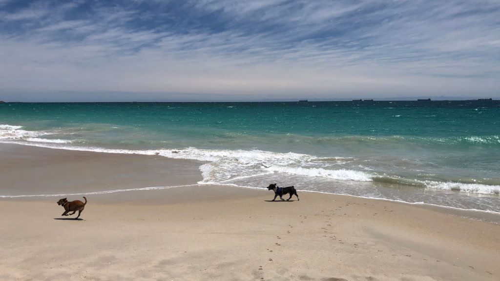 dog beach